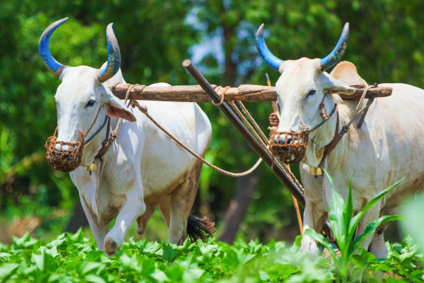 istock Young indian farmer at field 1091763478