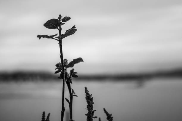 istock Lonely branches on an unfocused background. Black and white image 1091763508