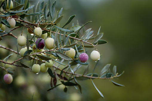 Branch of olive tree with fruits and leaves, natural agricultural food background