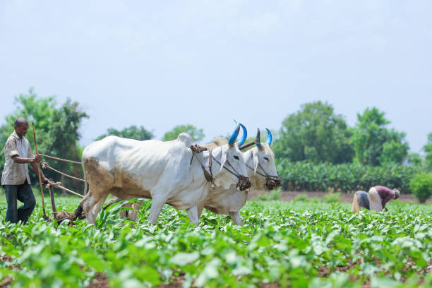 istock Young indian farmer at field 1091763996