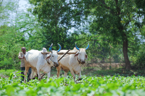 istock Young indian farmer at field 1091764032