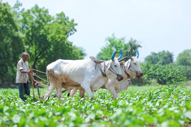 istock Young indian farmer at field 1091764098
