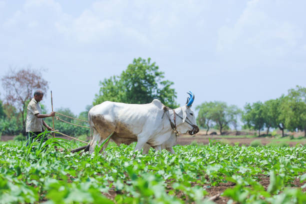 istock Young indian farmer at field 1091764372