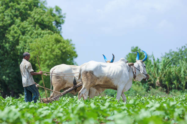 istock Young indian farmer at field 1091764456