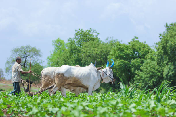 istock Young indian farmer at field 1091764474