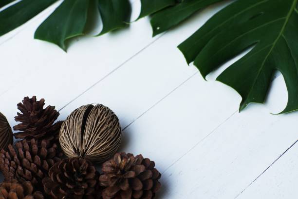 Single fresh green monstera leaf and pine cones decorated on white wooden background, copy space