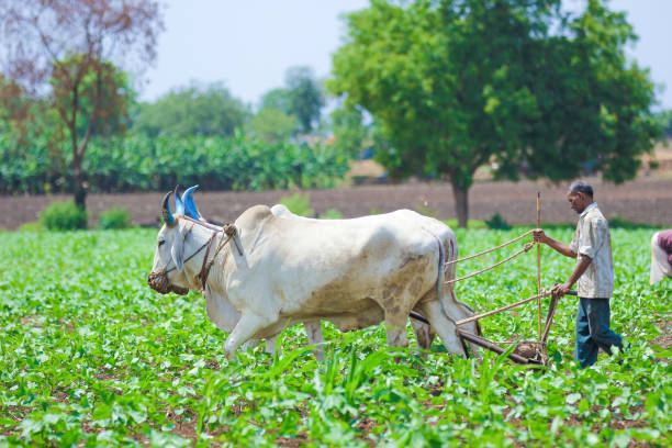 istock Young indian farmer at field 1091766222