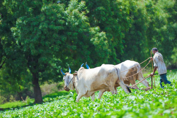 istock Young indian farmer at field 1091766324
