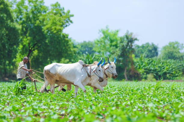 istock Young indian farmer at field 1091766548