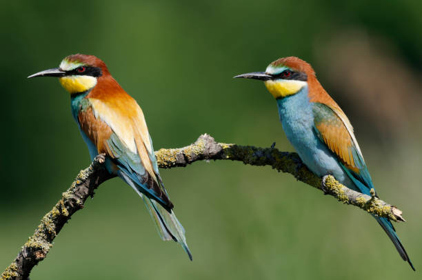 istock European bee-eaters (Merops apiaster) 1091766714