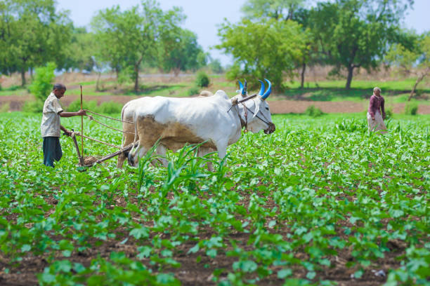 istock Young indian farmer at field 1091766812