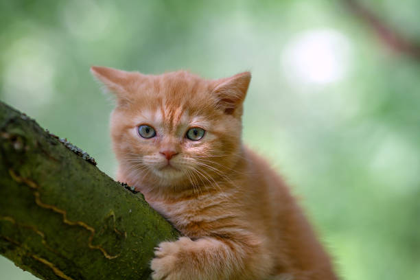 istock Little red kitten sneaking on the tree in the garden 1091767422