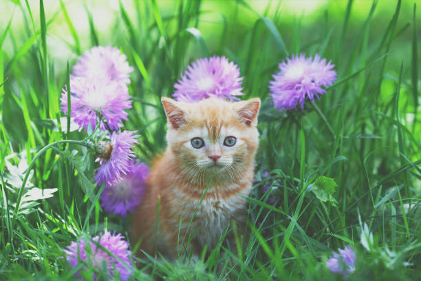istock Cute little red kitten sitting in flowers on the grass 1091767636