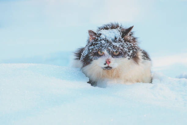 Black and white cat walks in deep snow during a blizzard