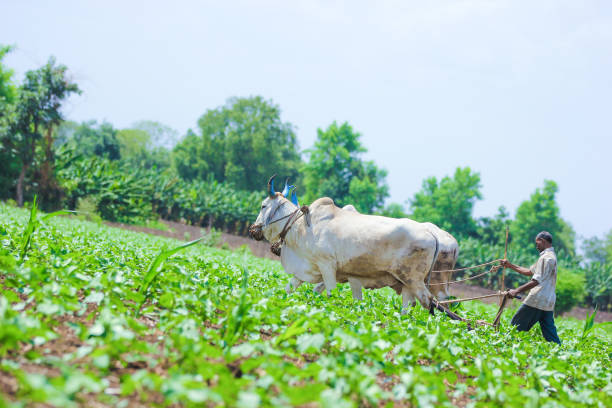 istock Young indian farmer at field 1091767794
