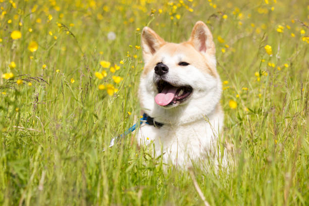 istock Japanese akita in flowers 1091767902