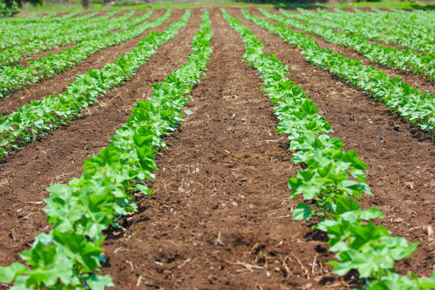 istock Young indian farmer at field 1091769768