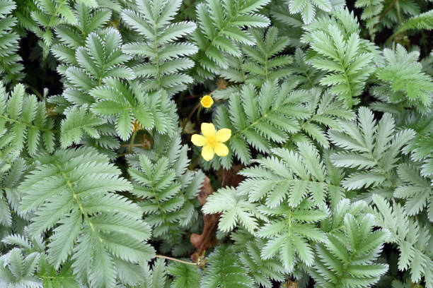 silverweed cinquefoil, Potentilla anserina silverweed cinquefoil, Potentilla anserina potentilla anserina stock pictures, royalty-free photos & images