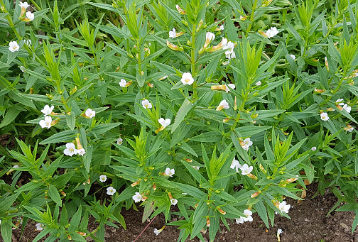 Graceful herb, Gratiola, officinalis