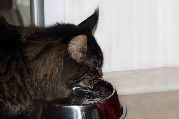 istock Maine coon kitten is eating, selective focus, space for text. 1091769972
