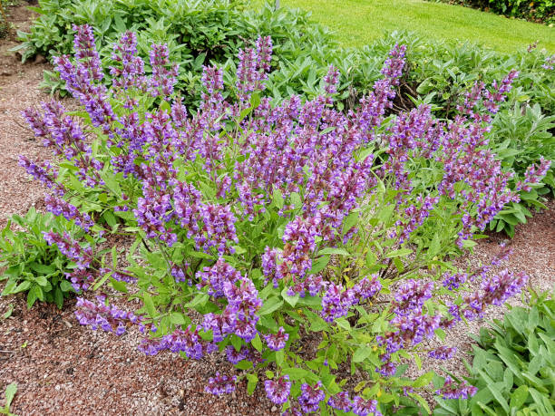istock Sage, salvia officinalis 1091770388