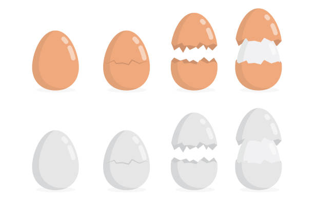 ilustraciones, imágenes clip art, dibujos animados e iconos de stock de ilustración de huevo sobre fondo blanco y diseño plano. - eggs