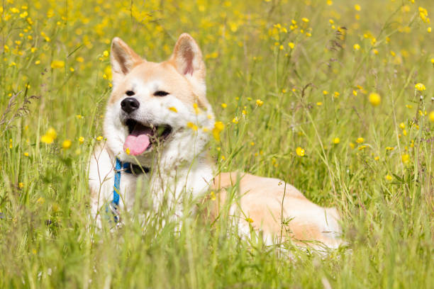 istock Japanese akita in flowers 1091770992