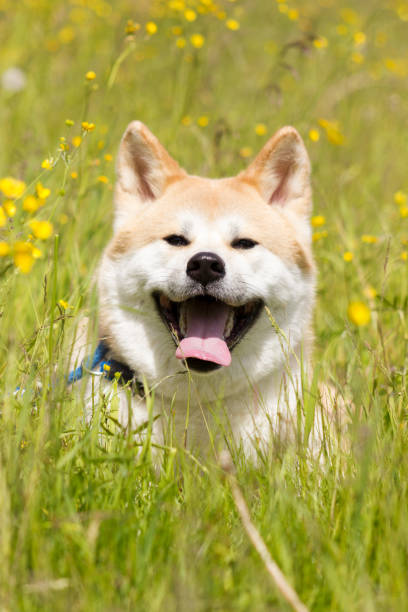 istock Japanese akita in flowers 1091773078