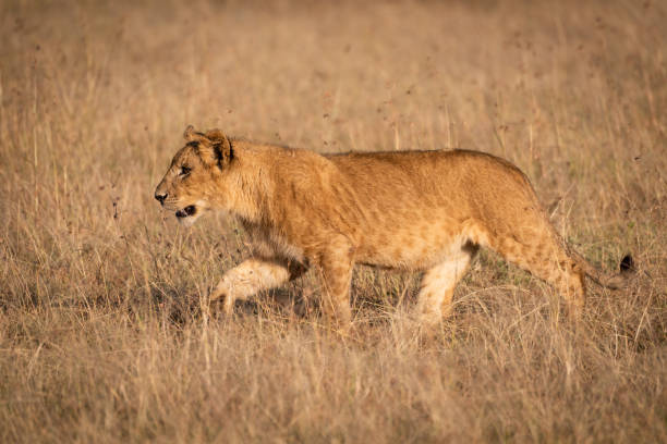istock Young male lion in profile crosses savannah 1091773200