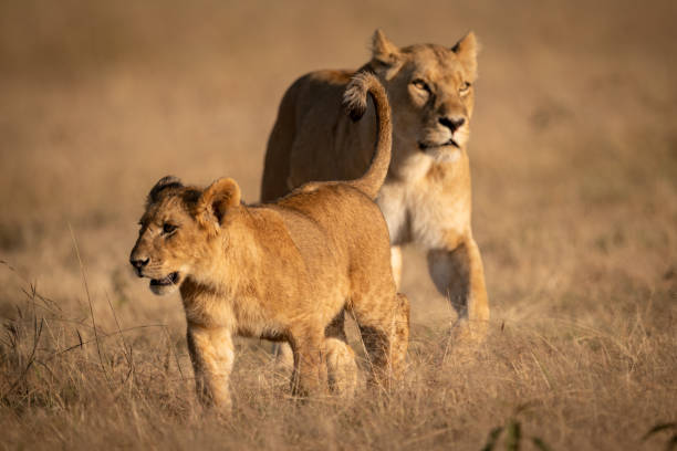istock Young male lion crosses grass with lioness 1091773210