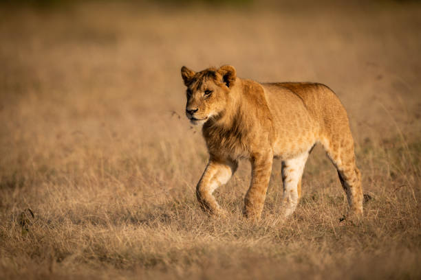 istock Young male lion walks in golden light 1091773218