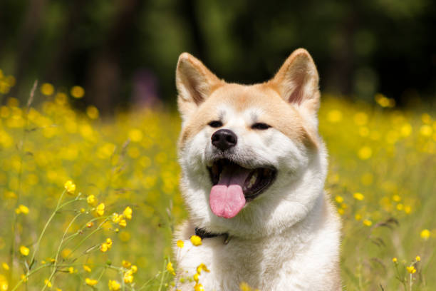 istock Japanese akita in flowers 1091773666