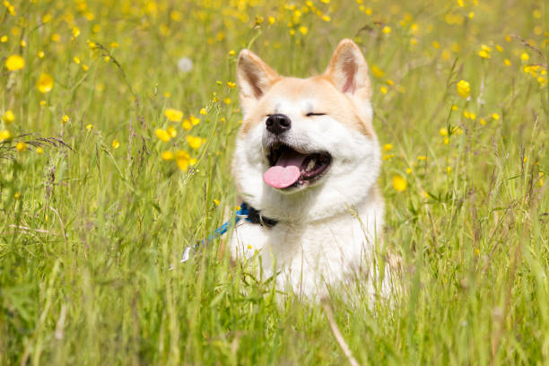 istock Japanese akita in flowers 1091775530