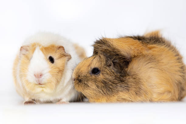 istock Adorable guinea pigs isolated on white background 1091776082