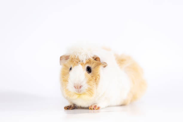 istock Adorable guinea pig isolated on white background 1091776754