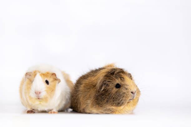 istock Adorable guinea pigs isolated on white background 1091777314
