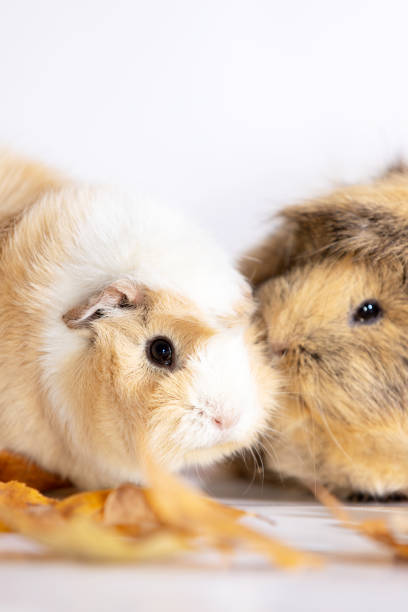 istock Adorable guinea pigs isolated on white background 1091779196