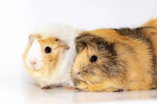 istock Adorable guinea pigs isolated on white background 1091779602