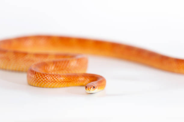 istock Beautiful corn snake isolated on white background 1091779766