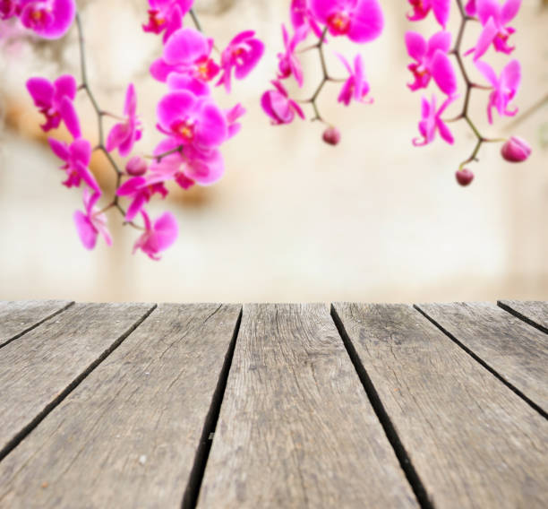 istock Purple Phalaenopsis orchid 1091779936