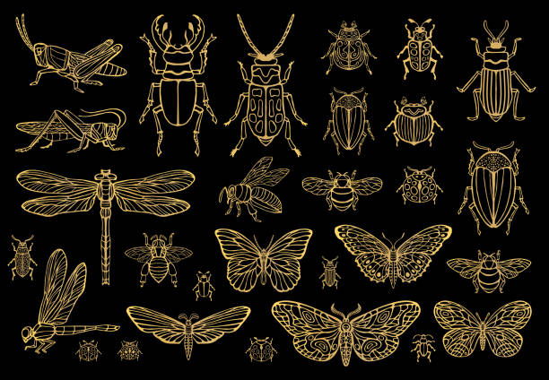 ilustraciones, imágenes clip art, dibujos animados e iconos de stock de dibujado a mano grande oro juego de bichos insectos, escarabajos, abejas, mariposa, polilla, abejorro, avispa, libélula, saltamontes. - silhouette stag beetle beetle insect