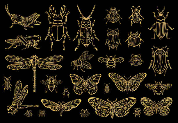 Big hand drawn golden line set of insects bugs, beetles, honey bees, butterfly, moth, bumblebee, wasp, dragonfly, grasshopper. Big hand drawn golden line set of insects bugs, beetles, honey bees, butterfly, moth, bumblebee, wasp, dragonfly, grasshopper. Silhouette vintage gold silver sketch style vector illustration painted grasshopper stock illustrations