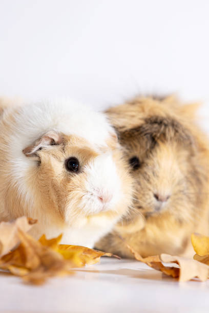 Beautiful guinea pig staring at camera and posing. Domestic guinea pig