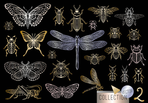 Big hand drawn golden line set of insects bugs, beetles, honey bees, butterfly, moth, bumblebee, wasp, dragonfly, grasshopper. Big hand drawn golden line set of insects bugs, beetles, honey bees, butterfly, moth, bumblebee, wasp, dragonfly, grasshopper. Silhouette vintage gold silver sketch style vector illustration painted grasshopper stock illustrations