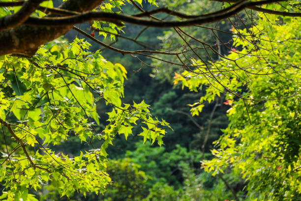 istock Acer green maple leaves in autumn. 1091785804