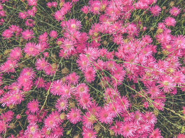 Spring flowers in Israel. Close up shot