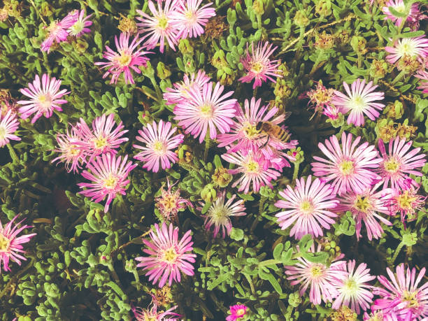 Spring flowers in Israel. Close up shot