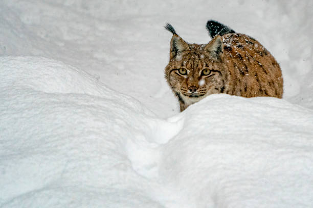 istock lynx in the snow forest portrait 1091789772