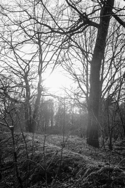 istock Beautiful forest landscape in monochrome 1091789900