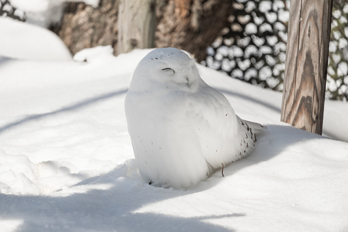 Cute smiley snow white owl sitting under shade on a sunny day in cold winter. Snow owl closing its eyes and sitting peacefully on snowy ground enjoying the warm sunny day.  Beautiful winter wild life.
